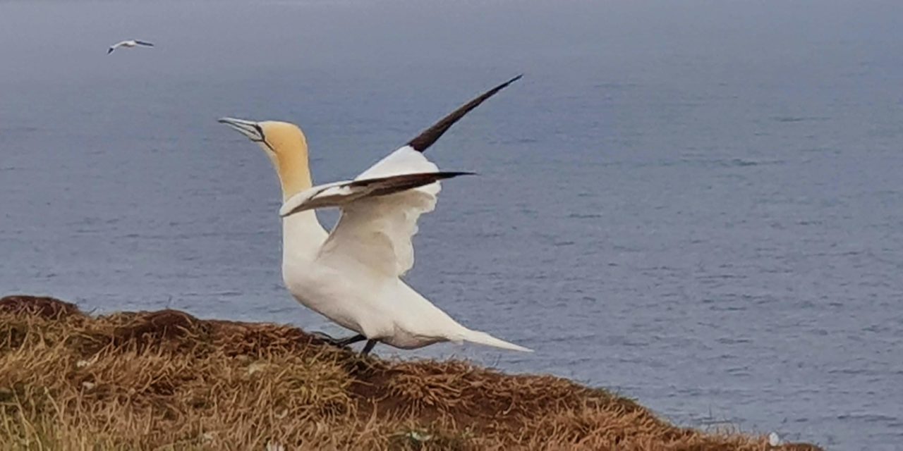 A visit to Bempton Cliffs